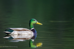 Stockente mit Reflexion